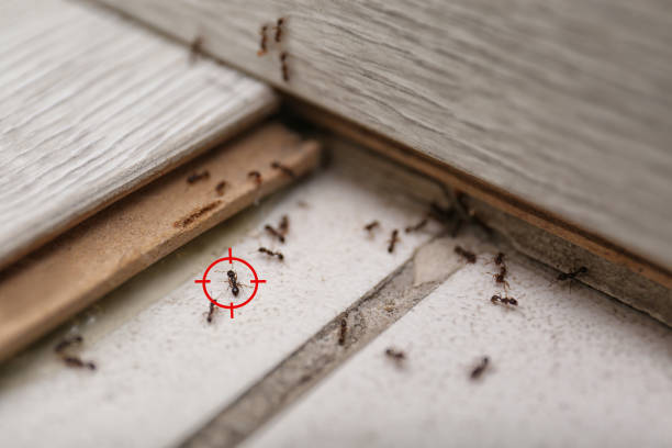 Trusted Fredericktown, MO Pest Control Experts