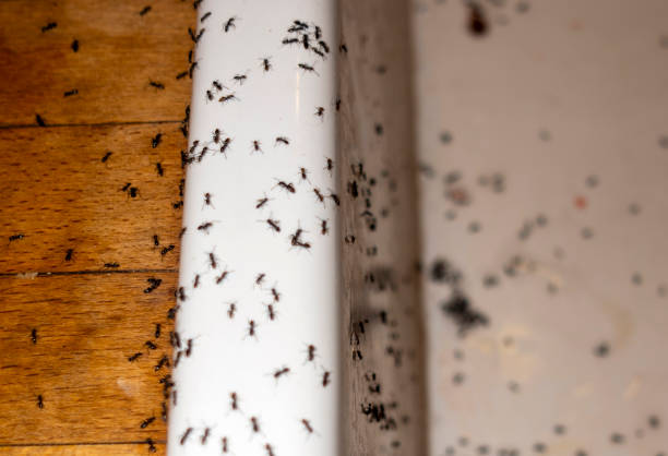 Best Wildlife Control Services  in Fredericktown, MO